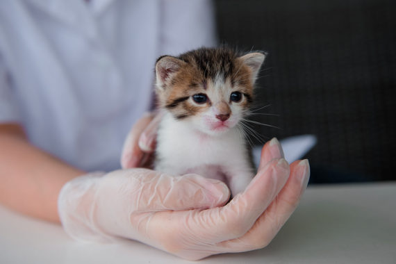 Nos Conseils Pour Sevrer Et Nourrir Un Chaton De Moins De 8 Semaines Okivet