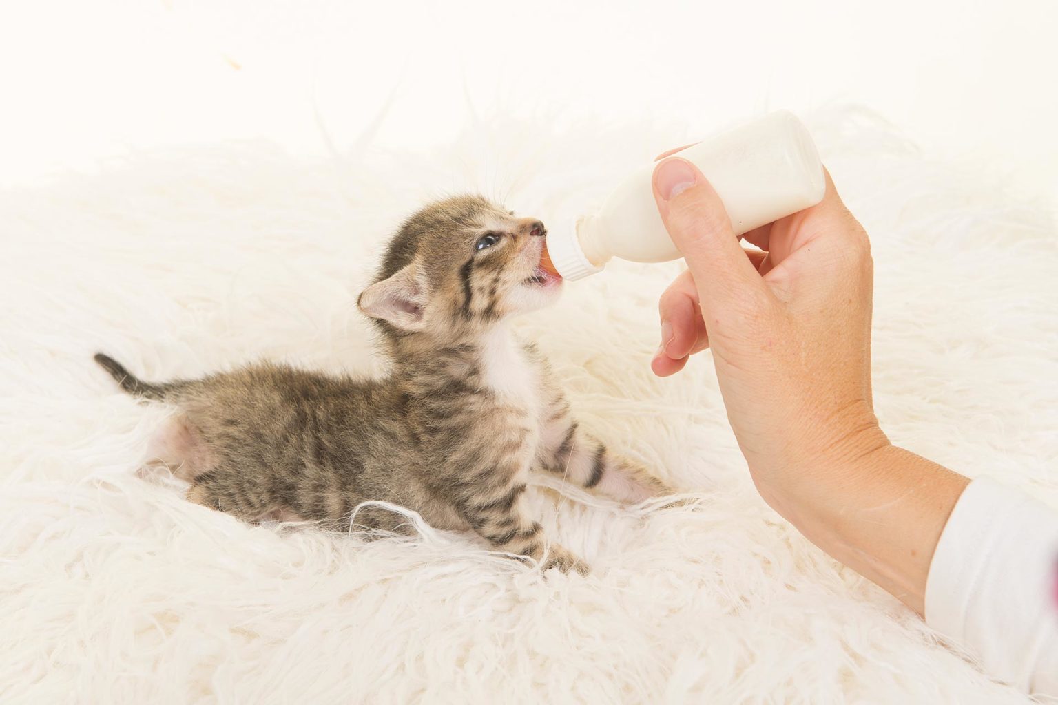 Chaton 1 mois Prendre soin d’un chaton de 1 mois