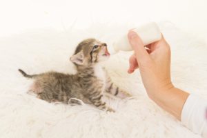 Nos Conseils Pour Sevrer Et Nourrir Un Chaton De Moins De 8 Semaines Okivet