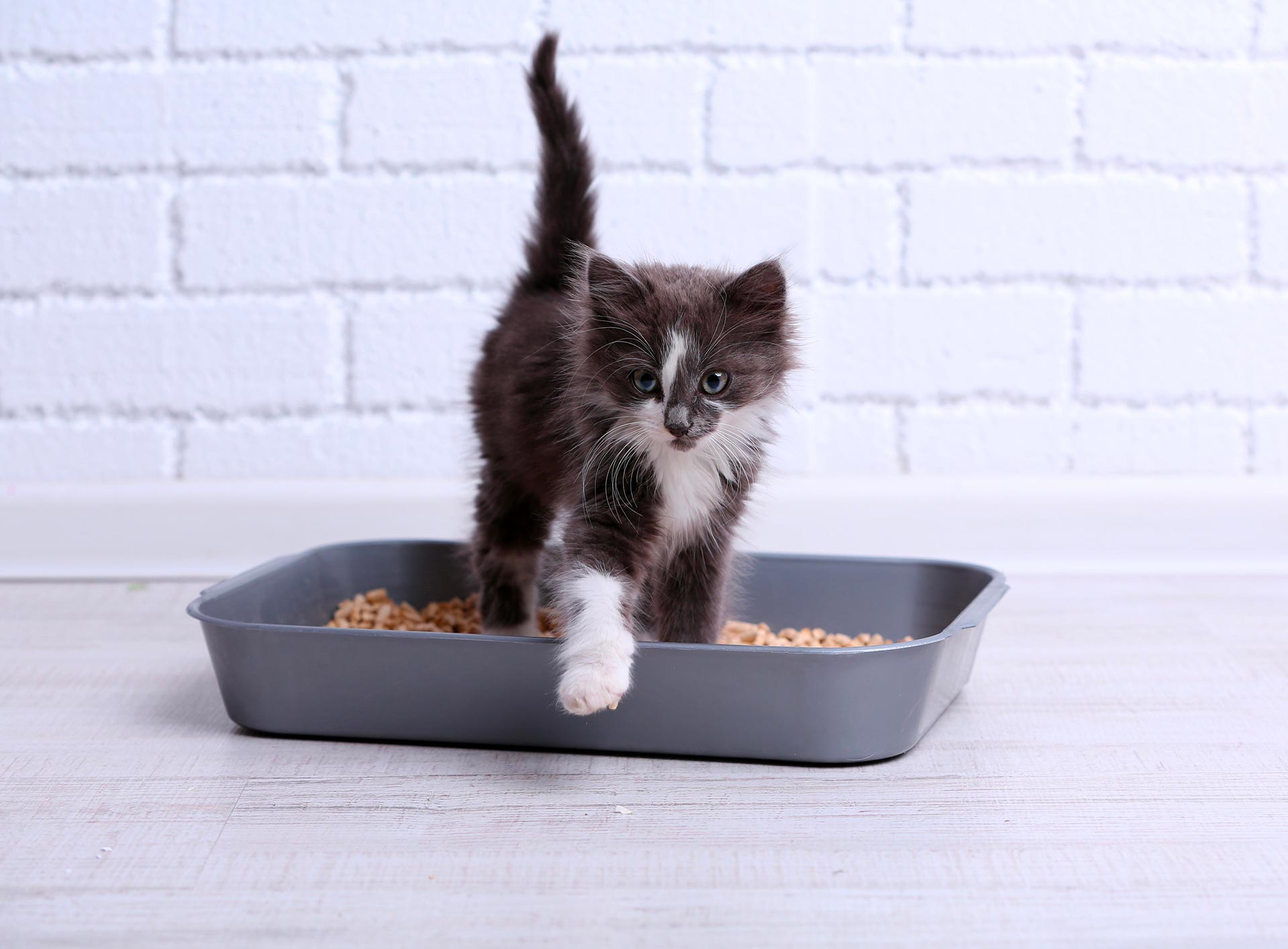Votre Chat Risque T Il De Souffrir De Cystite Okivet Vous Aide A Le Savoir