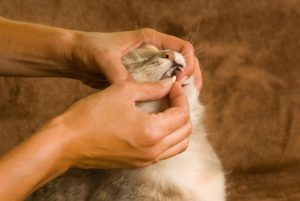 Quand Et Comment Donner Un Vermifuge A Son Chat Okivet Vous Dit Tout Quand Et Comment Donner Un Vermifuge A Son Chat Okivet Vous Dit Tout