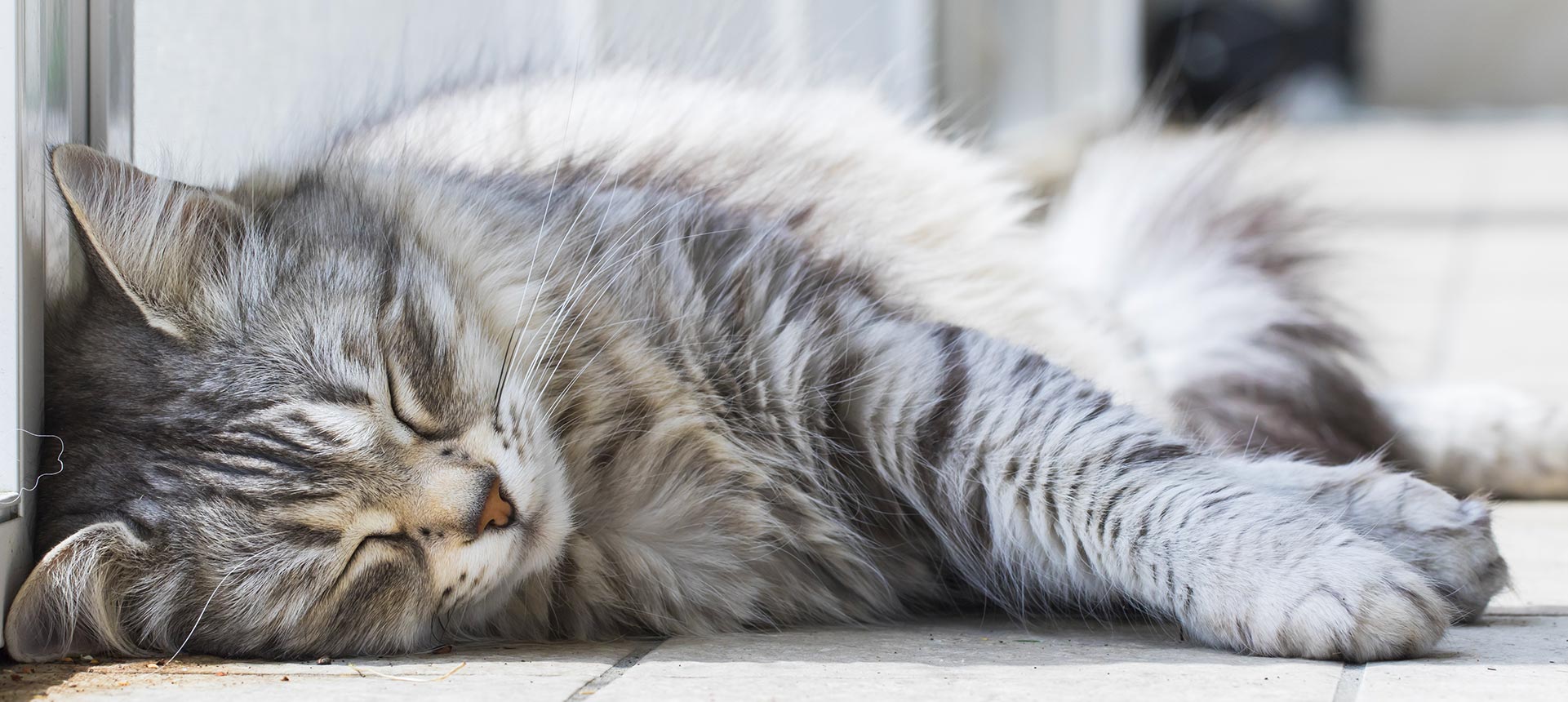 Donner un vermifuge à votre chat contribue à protéger la santé de tous Donner un vermifuge à votre chat contribue à protéger la santé de tous