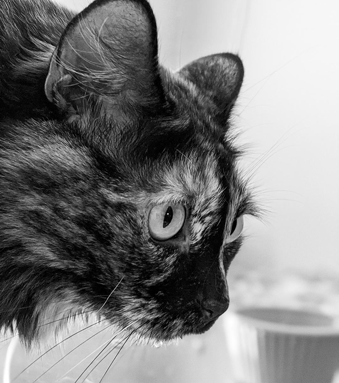 Chat bave mousse stress pourquoi un chat bave ou mousse