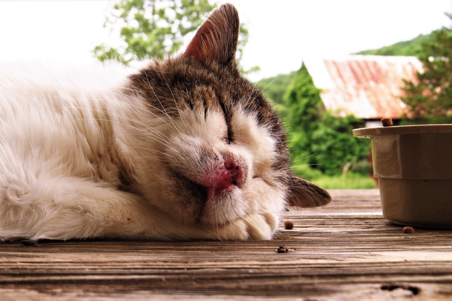 Mon chat se gratte les oreilles tout savoir sur la gale auriculaire du chat Okivet