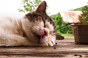 Le virus FIV du chat : des points communs avec le virus responsable du sida chez l’homme