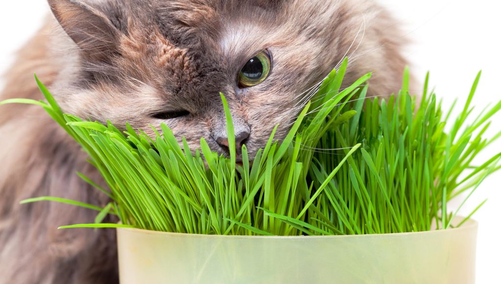 Chat bave mousse stress pourquoi un chat bave ou mousse
