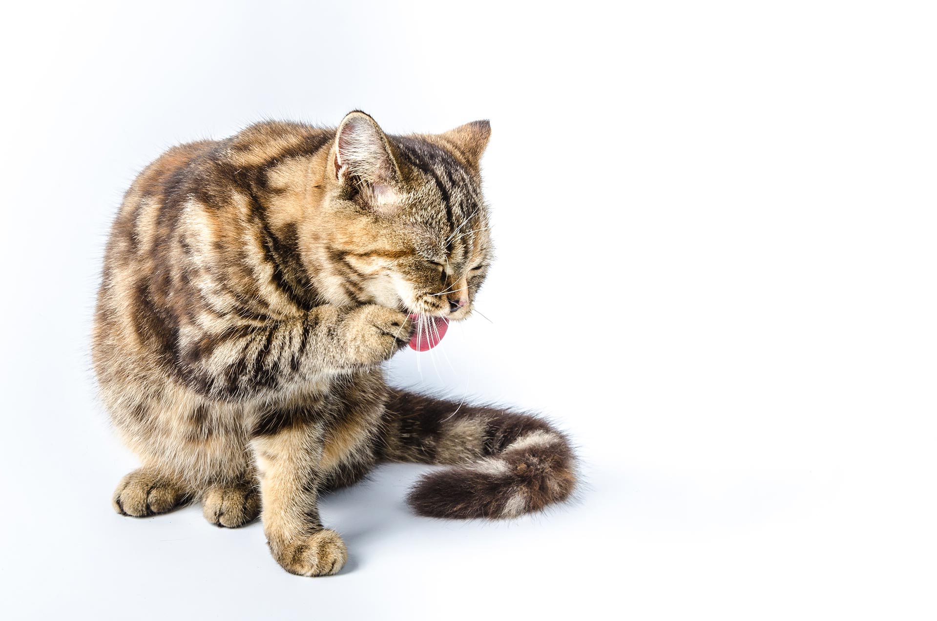 Chat bave mousse stress pourquoi un chat bave ou mousse