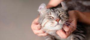 Nos Conseils Pour Sevrer Et Nourrir Un Chaton De Moins De 8 Semaines Okivet
