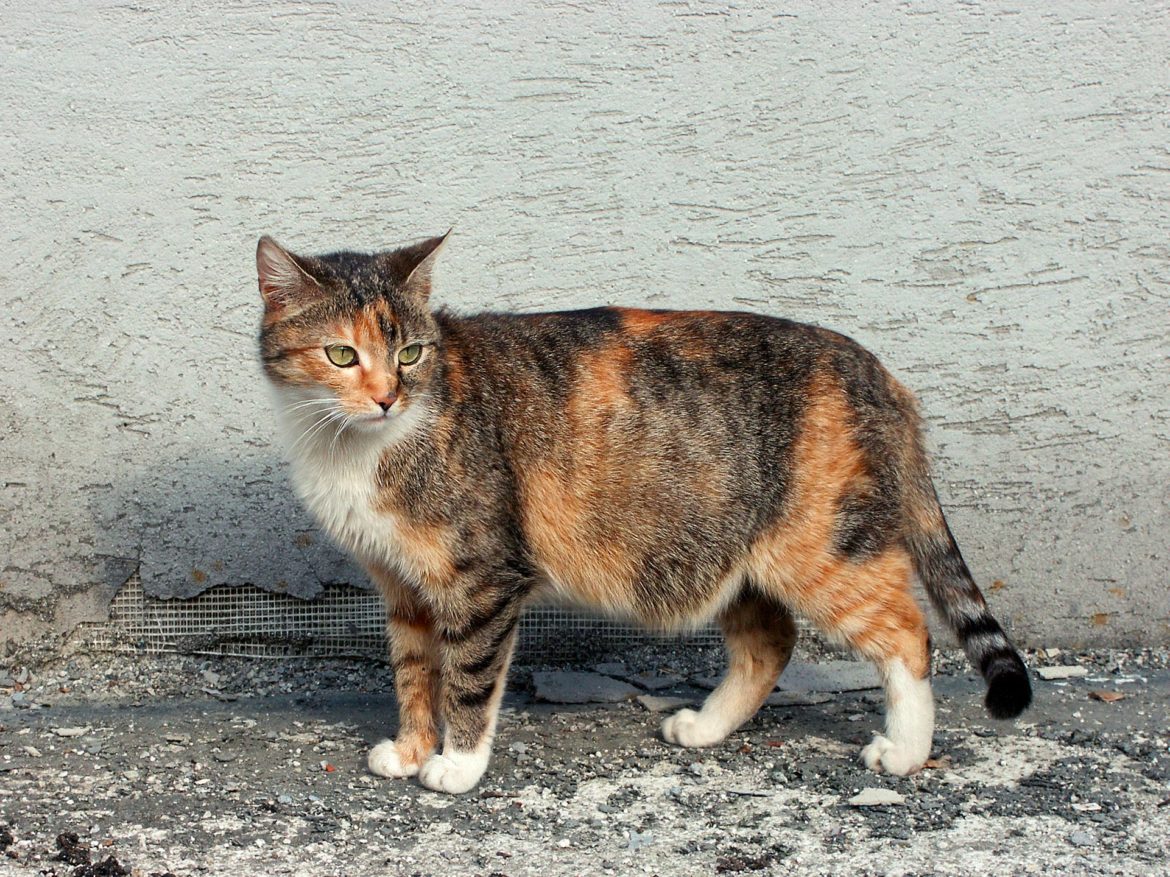 Gestation de la chatte les étapes et soins essentiels par les vétérinaires OKIVET Gestation de la chatte les étapes et soins essentiels par les vétérinaires OKIVET
