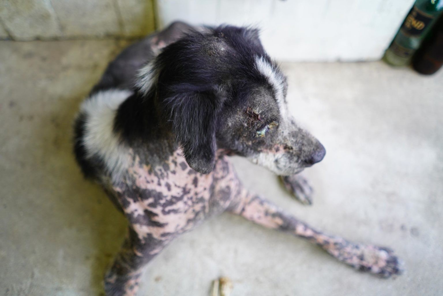Vermifuge du chien Donner à manger après vermifuge