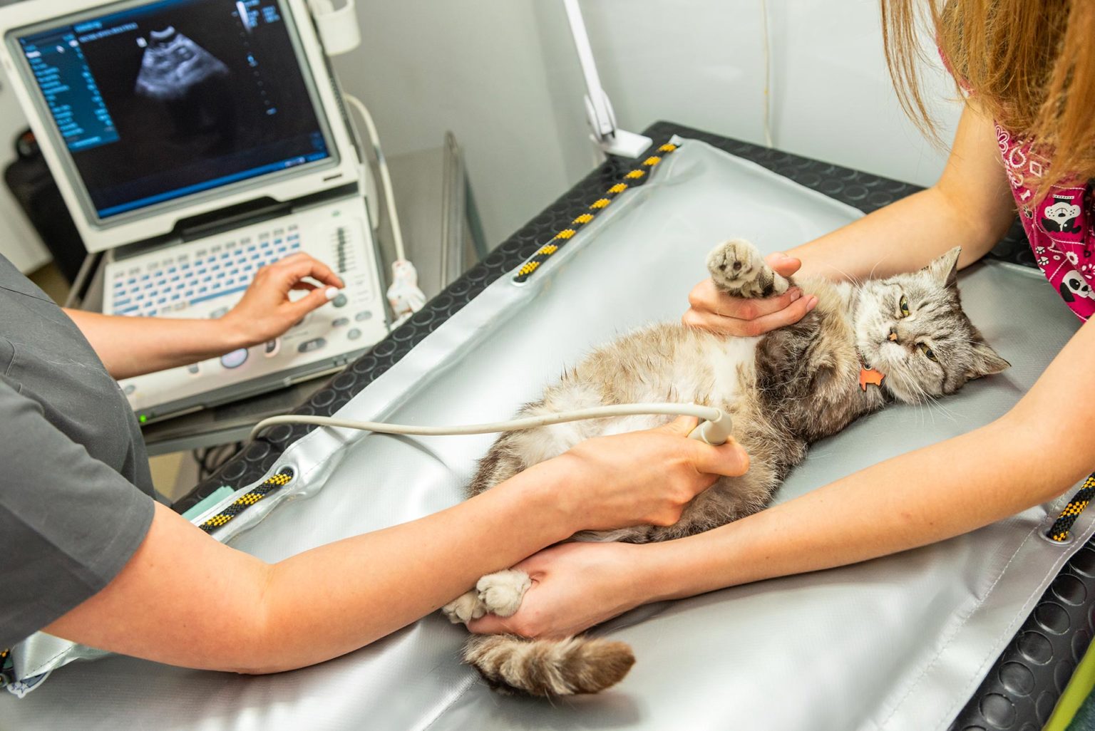 Gestation chat soins essentiels, fécondation et misebas