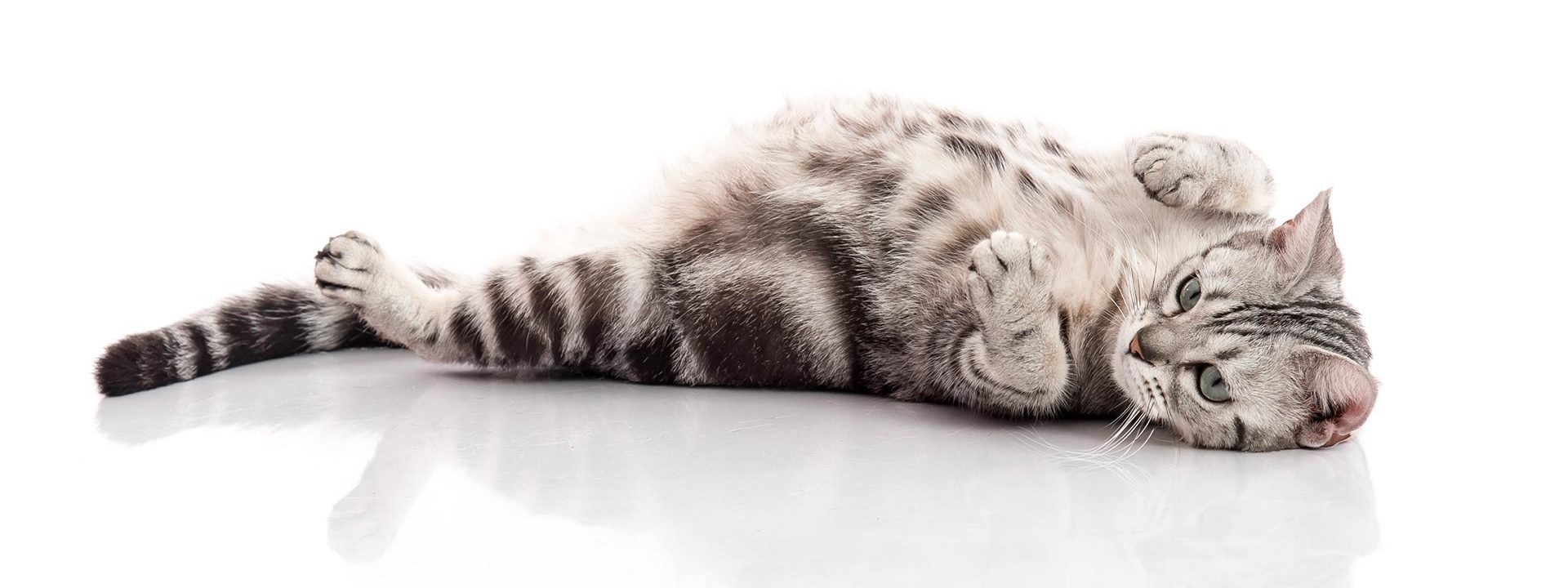 La Gestation De La Chatte Temps De Gestion Et Evolution Semaine Par Semaine Okivet