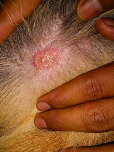 La Teigne Du Chien Diagnostic Et Traitement Presentes Par Okivet