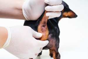Affections des glandes anales du chien : l'essentiel - PagesJaunes