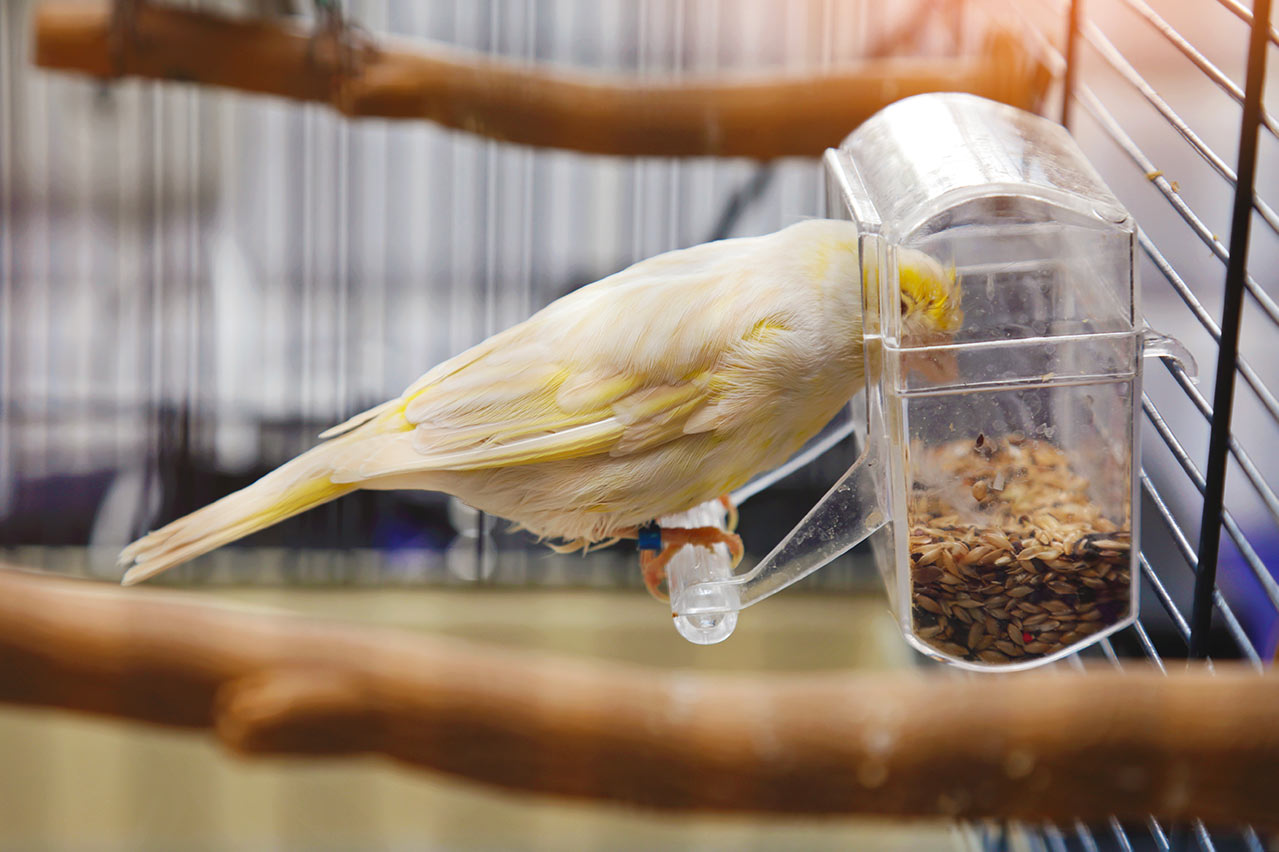 Veillez au bienêtre et à la santé de vos canaris