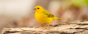 canari oiseau sur une branche