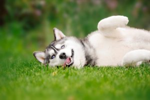Quand peut-on dire qu’un chien respire trop vite ?