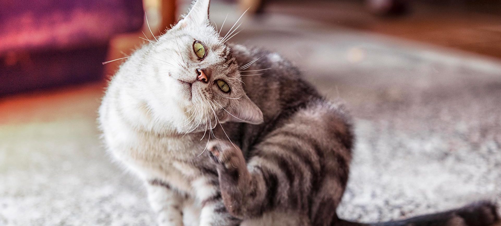 Comment nettoyer les oreilles de mon chat ?