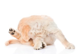 Affections des glandes anales du chien, présentées par Okivet