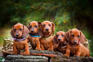 Le nom d’un chien de race né en 2021 commence par S !
