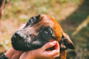 Quelques critères essentiels à connaître pour bien choisir le nom de son chien