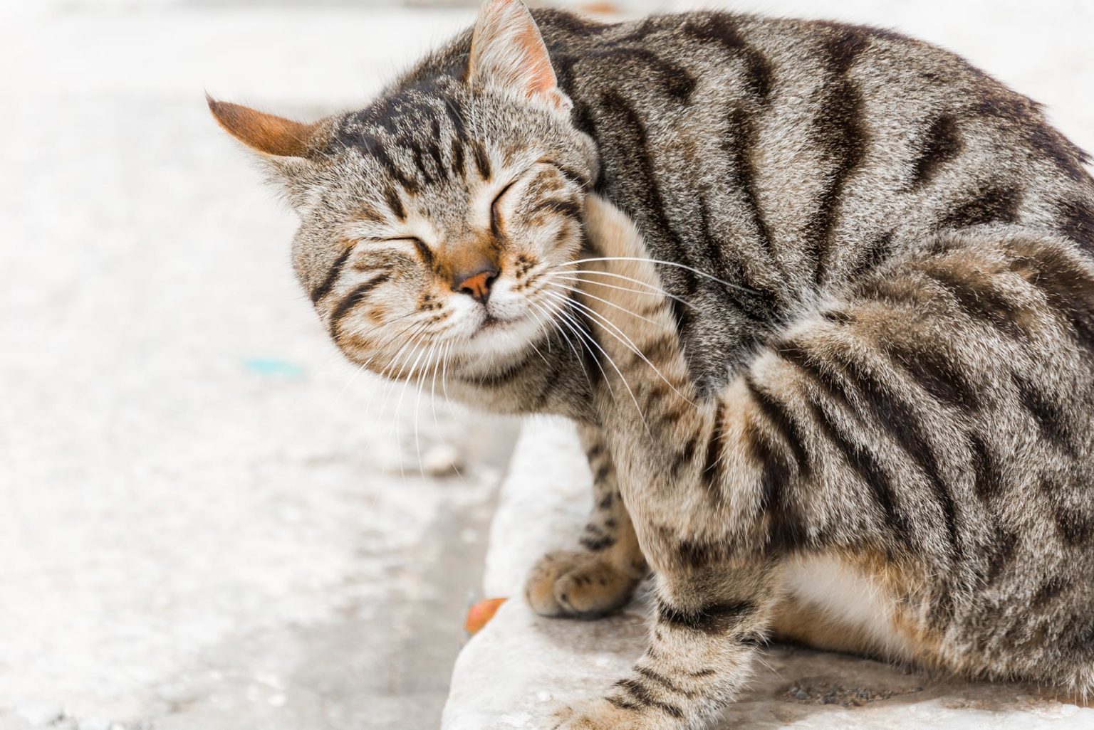 Mon chat se gratte les oreilles tout savoir sur la gale auriculaire du chat Okivet
