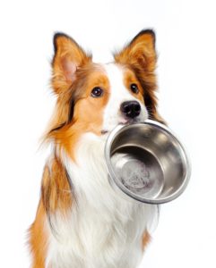 rythme alimentation chien