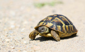 Les tortues de jardin, des animaux dont les besoins évoluent au fil de l’année