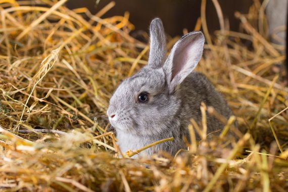 Santé et bien-être du lapin : Okivét vous résume l'essentiel