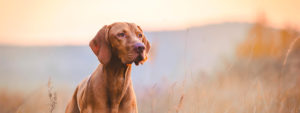 La piroplasmose canine : une maladie transmise par les tiques et dont la prévalence augmente