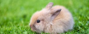 petit lapin mignon dans l’herbe