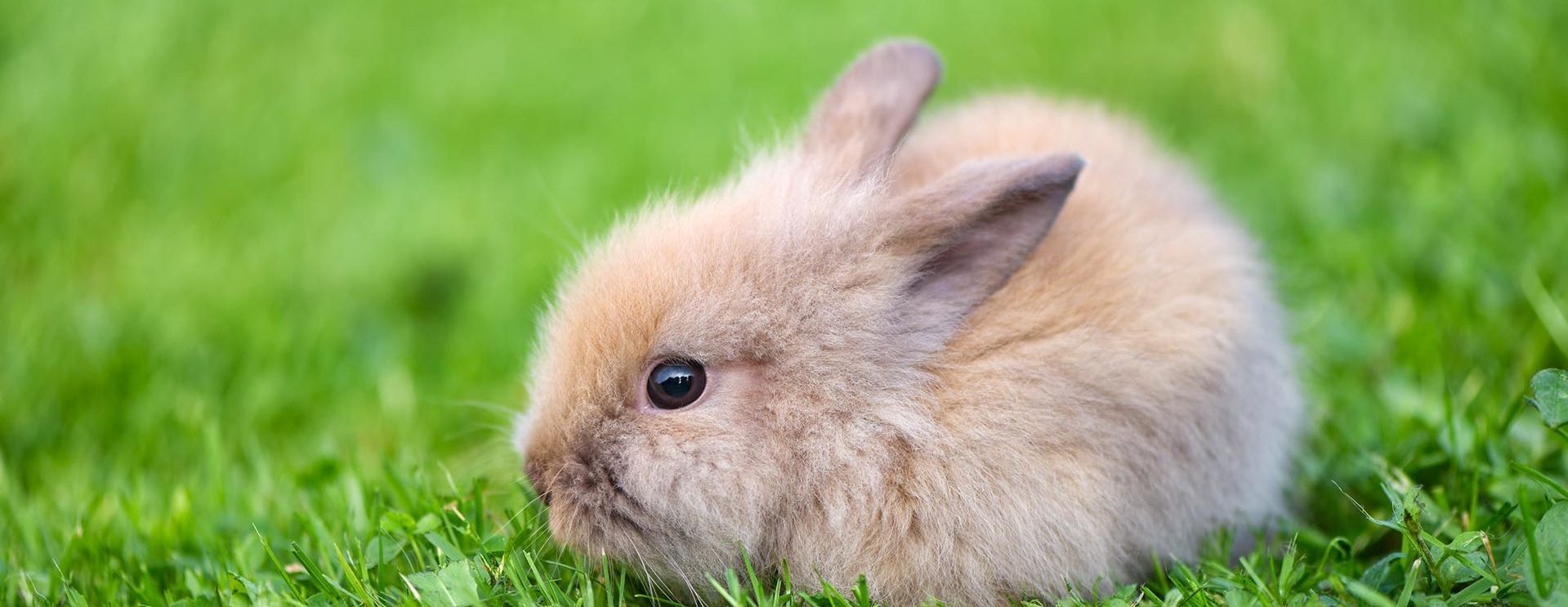 Santé et bien-être du lapin : Okivét vous résume l'essentiel