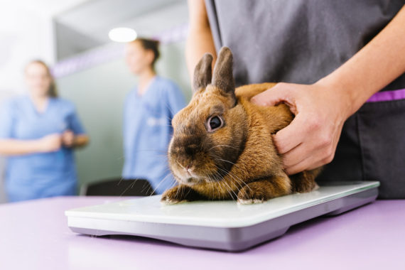 Lapins à oreilles tombantes : plus de problèmes dentaires et auriculaires  que les autres