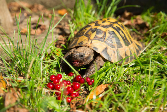 Comment préparer votre tortue terrestre à l'hibernation