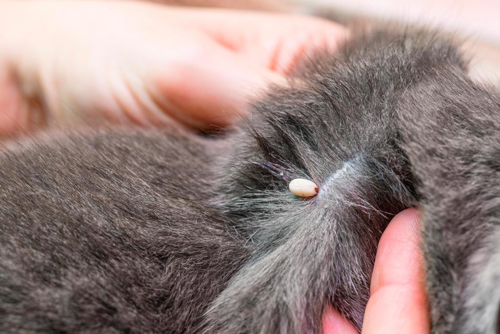 Mon chat se gratte les oreilles tout savoir sur la gale auriculaire du chat Okivet