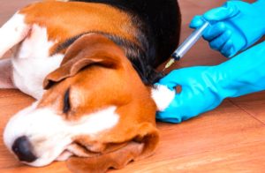 vaccination chien piroplasmose