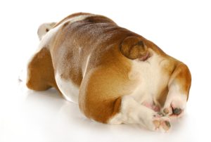 Engorgement, infection et abcès des glandes anales : des affections très douloureuses pour le chien