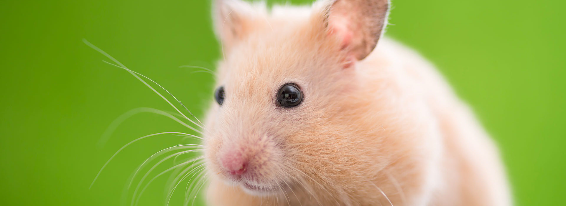Alimentation Et Logement Du Hamster Okivet Vous Resume L Essentiel Alimentation Et Logement Du Hamster Okivet Vous Resume L Essentiel