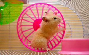 exercice physique hamster