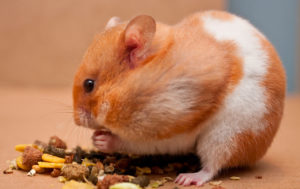 stockage nourriture NAC hamster