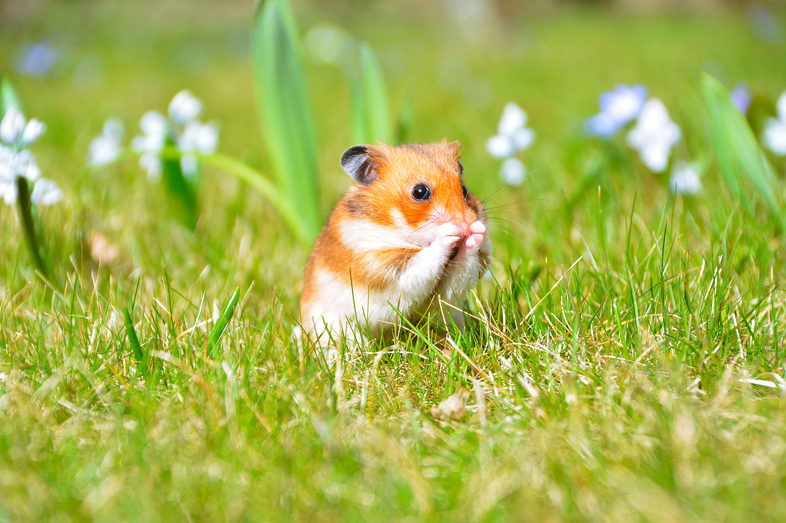 Alimentation et logement du hamster Okivét vous résume l’essentiel