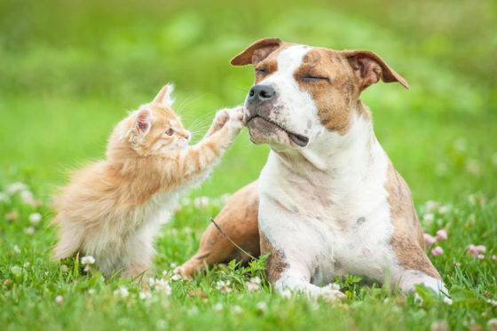 cohabitation chien chat