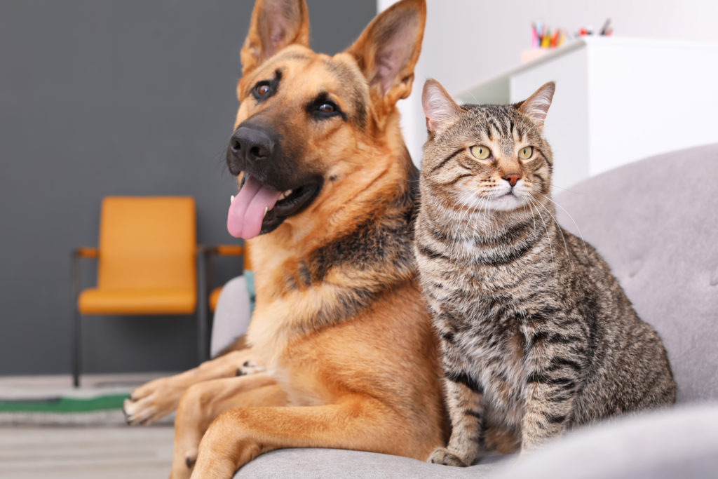 cohabitation chien chat