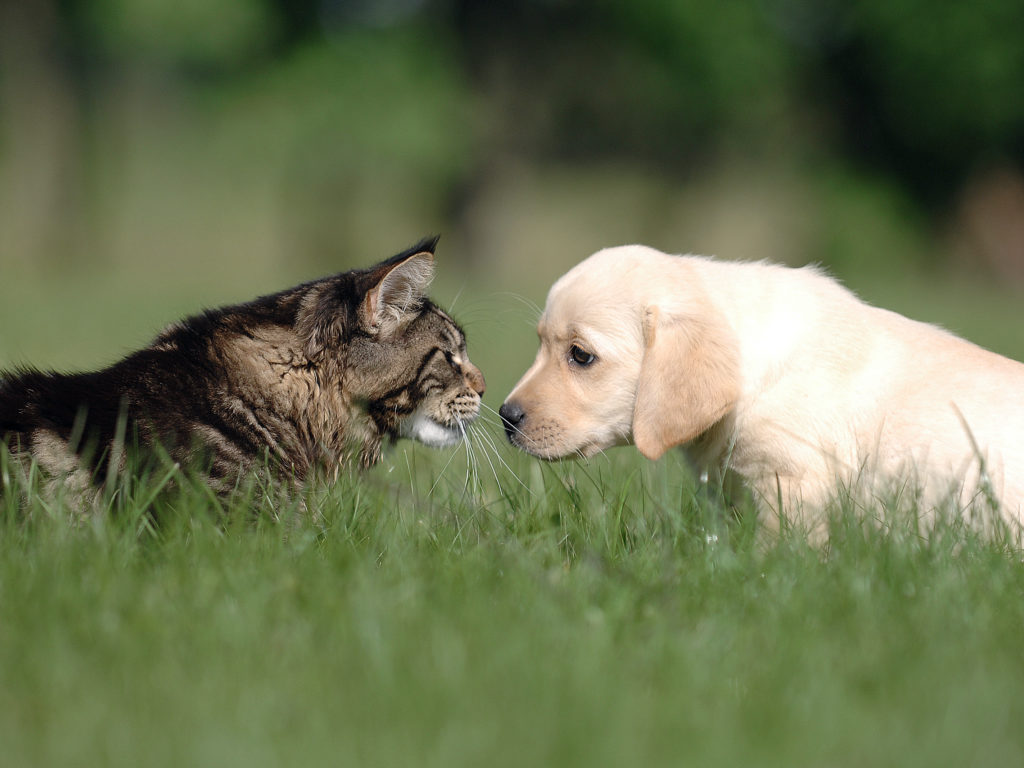 cohabitation chien chat