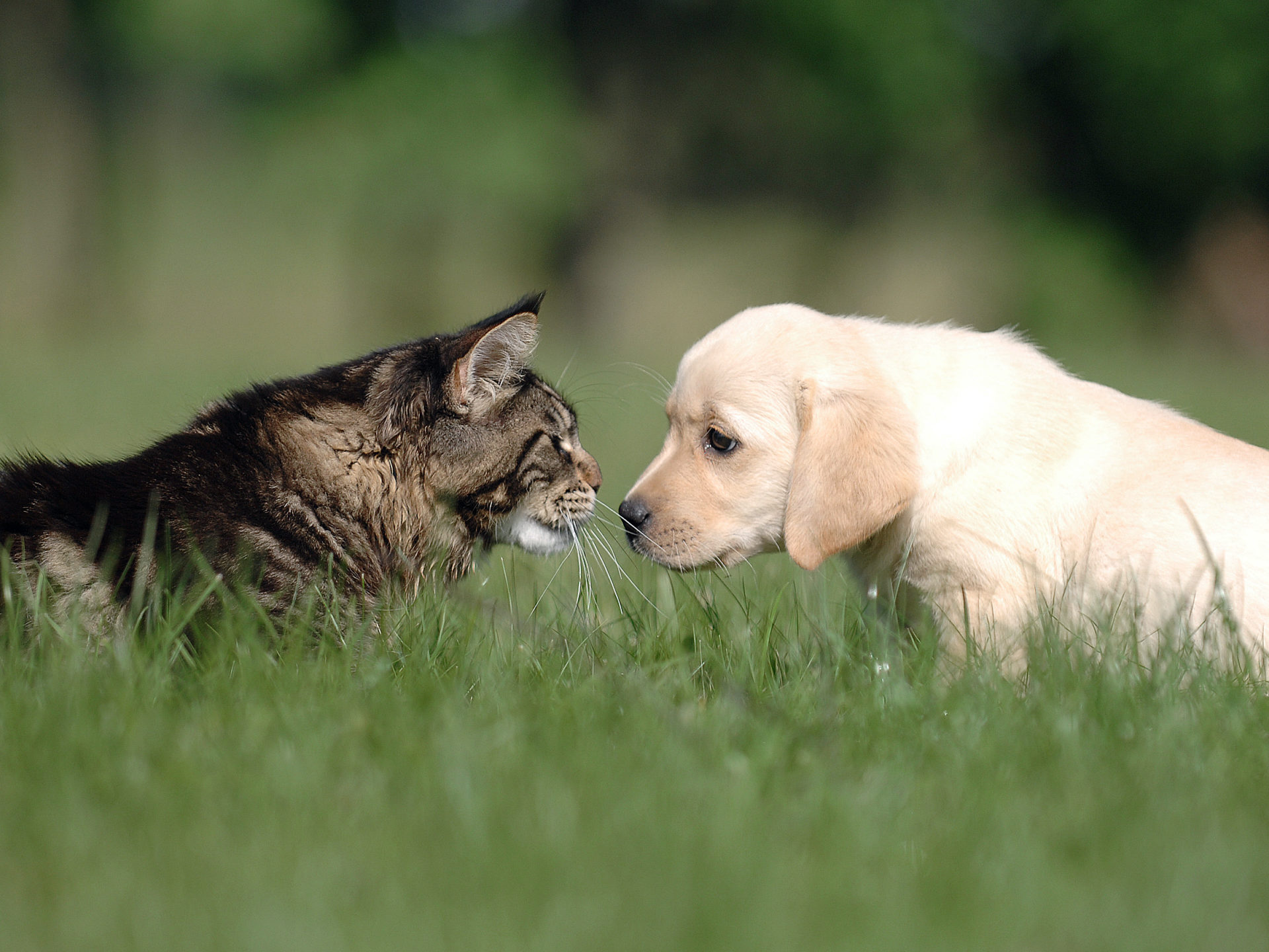 Faire cohabiter un chien et un chat grâce aux conseils d’Okivét