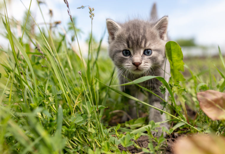 développement chaton