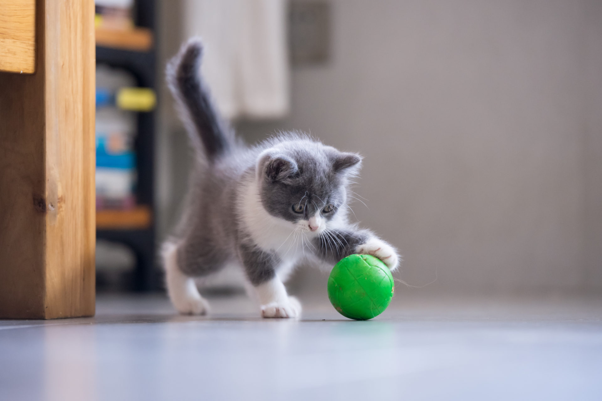 Comment Punir Un Chat Qui Monte Sur La Table