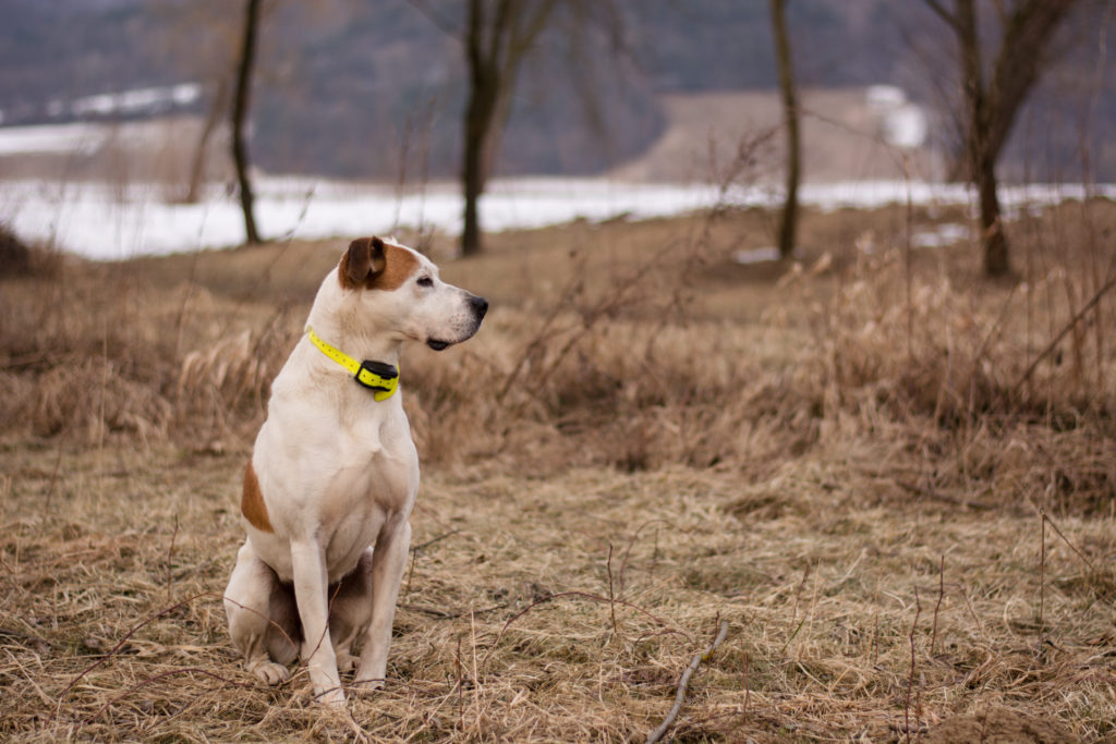 collier electrique chien