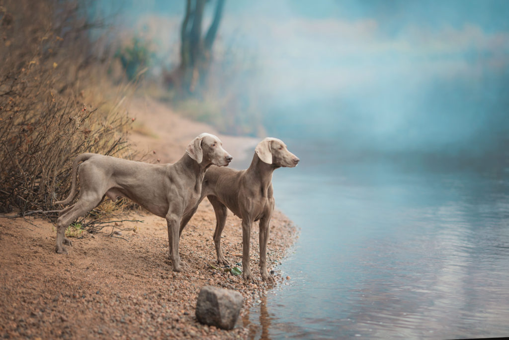 Reproduction accouplement chien combien de fois par jour