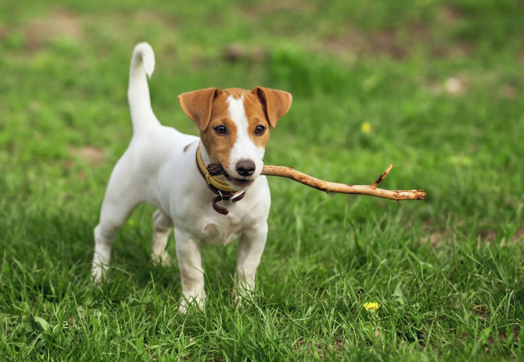 education chien petite taille